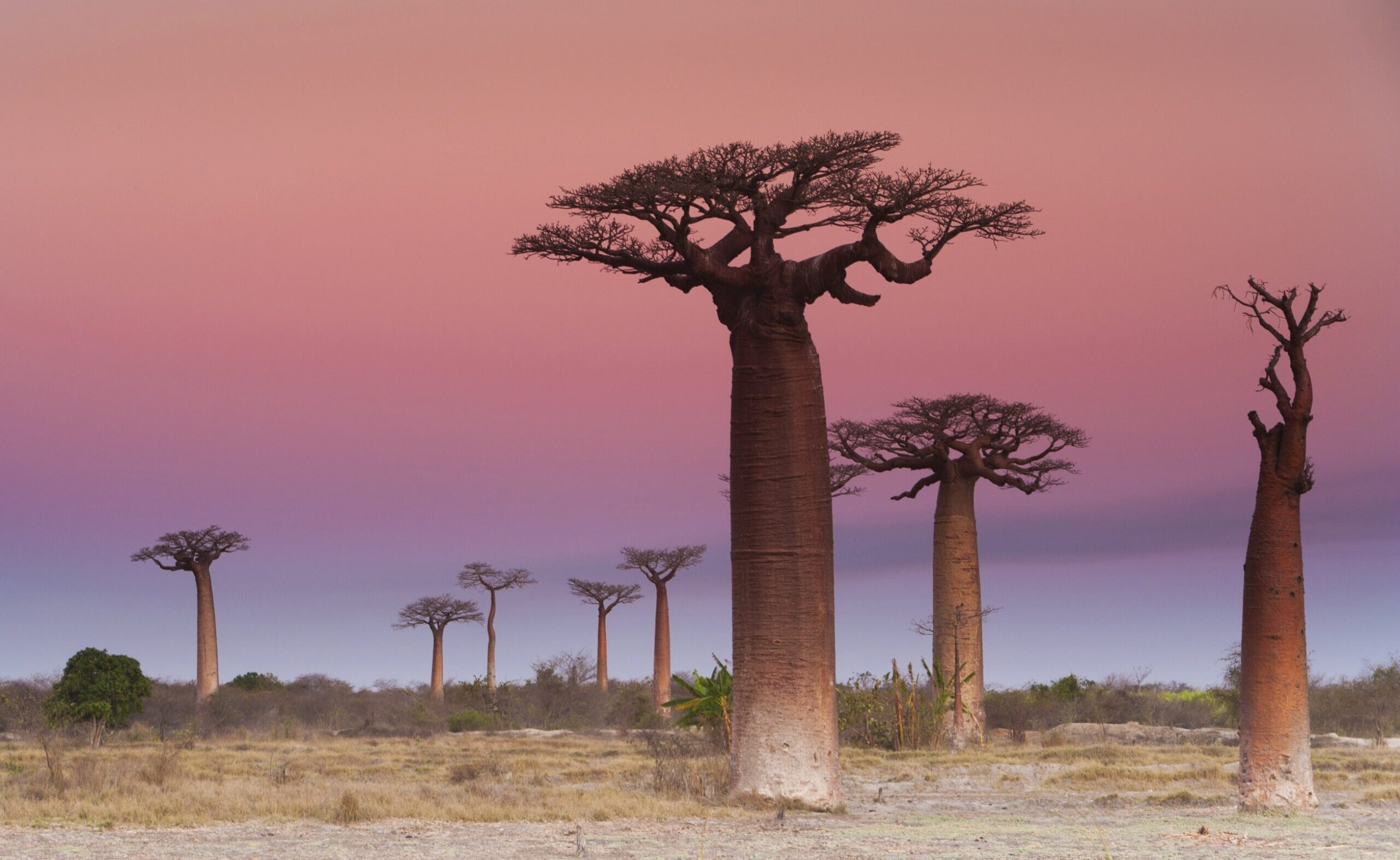 Baobab Trees Madagascar 2022 03 04 02 25 37 Utc Scaled E1679071193698